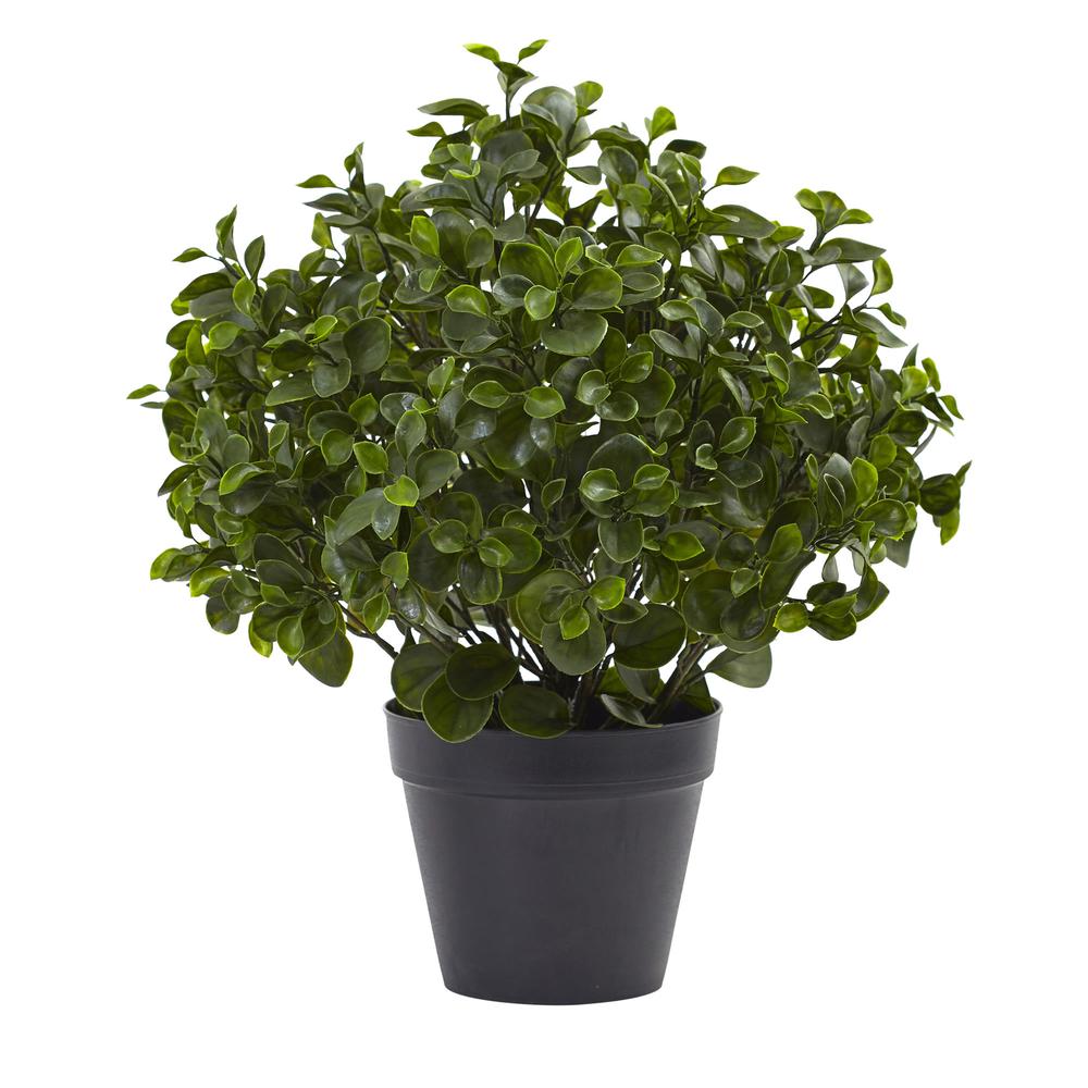 23in. Peperomia Plant UV Resistant (Indoor/Outdoor). Picture 1