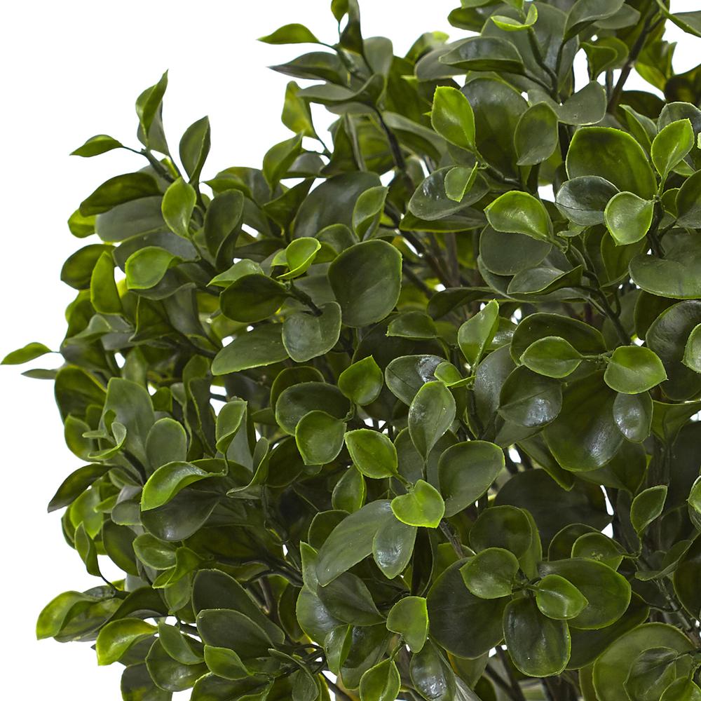 23in. Peperomia Plant UV Resistant (Indoor/Outdoor). Picture 2