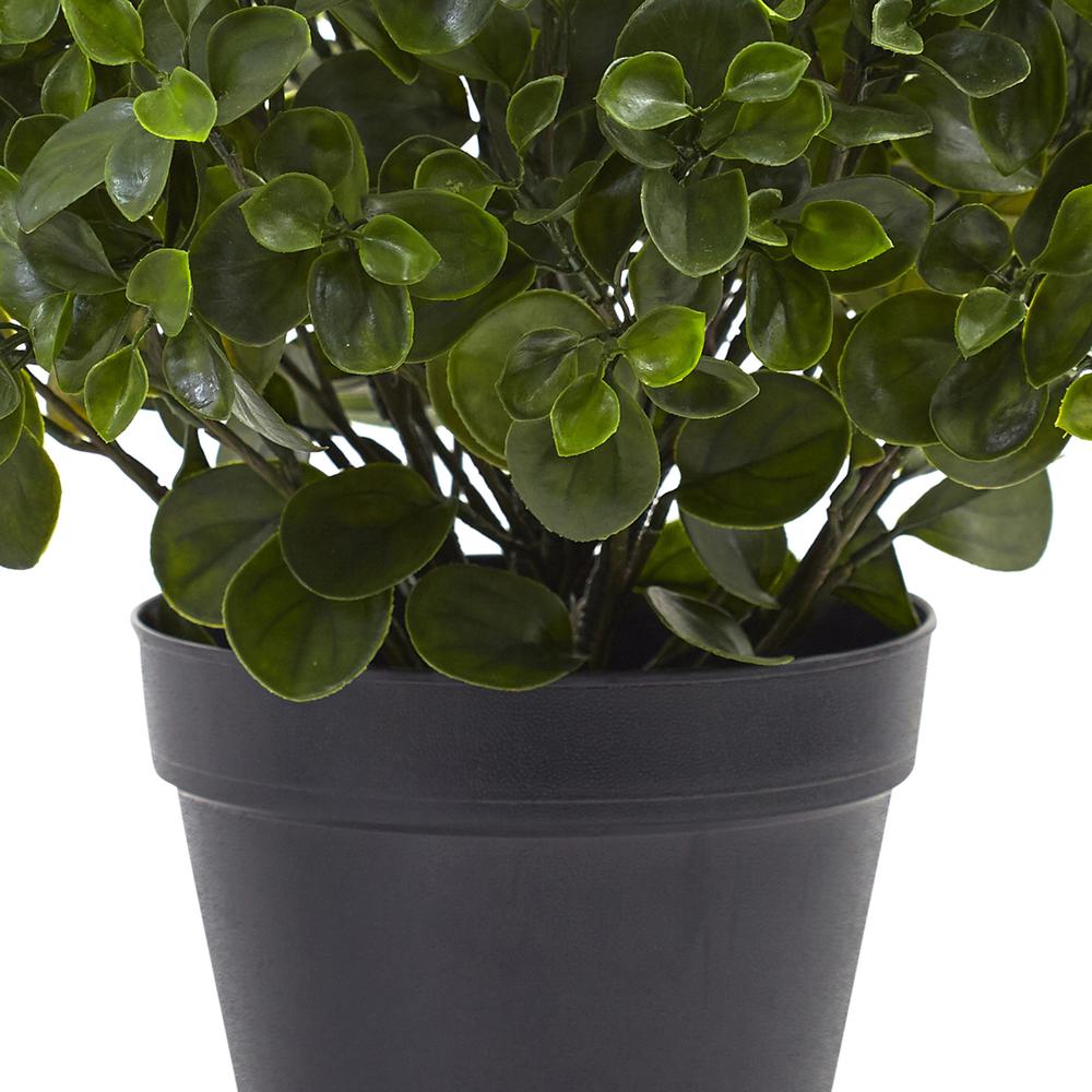 23in. Peperomia Plant UV Resistant (Indoor/Outdoor). Picture 3