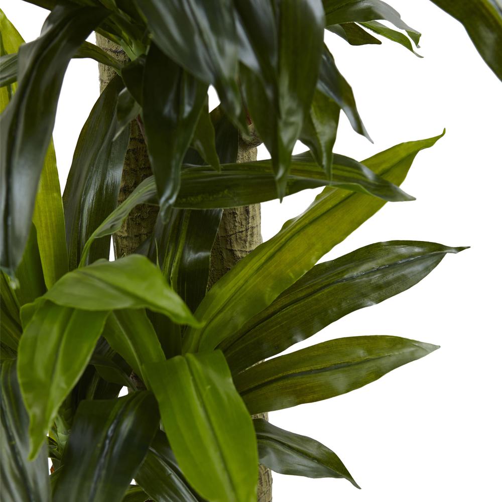 5.5ft. Corn Stalk Dracaena with Black Wash Planter. Picture 3