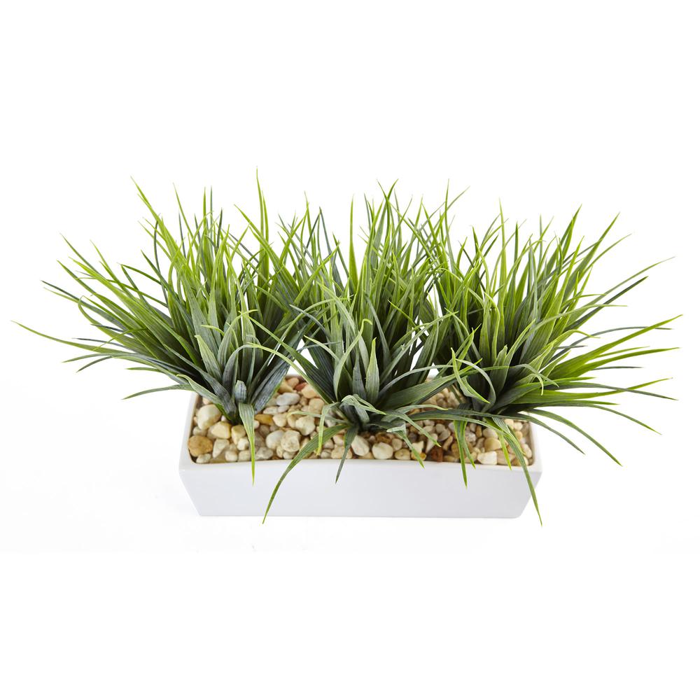 Vanilla Grass in Rectangular Planter. Picture 4