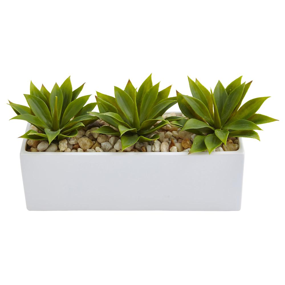 Agave Succulent in Rectangular Planter. Picture 3