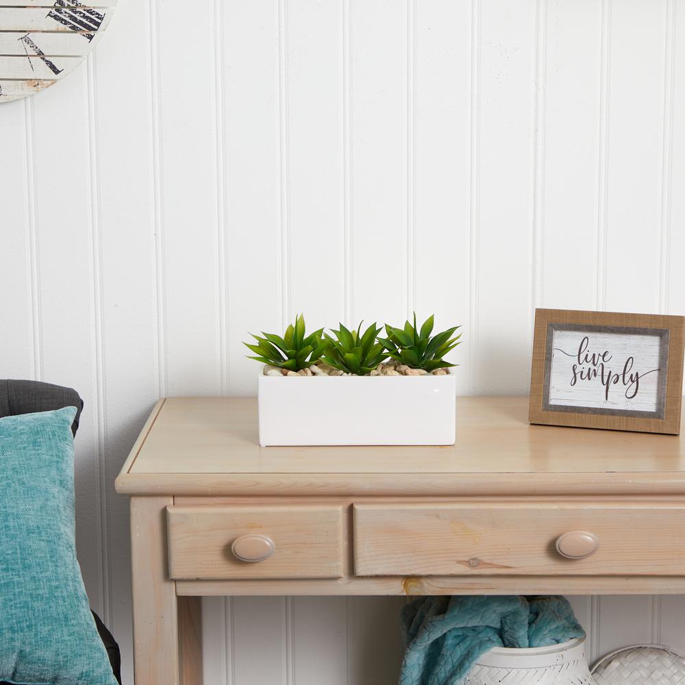 Agave Succulent in Rectangular Planter. Picture 4