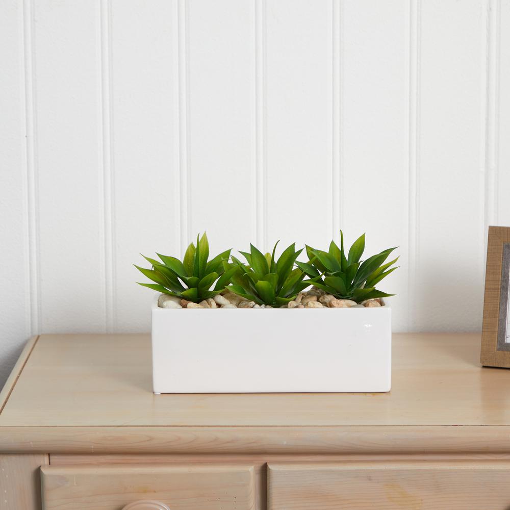 Agave Succulent in Rectangular Planter. Picture 5