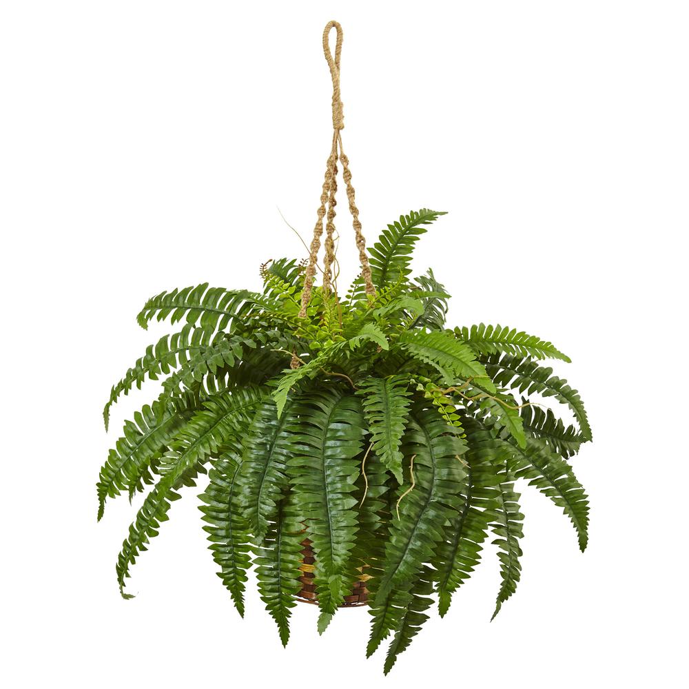 Boston Fern Hanging Basket Green. Picture 1