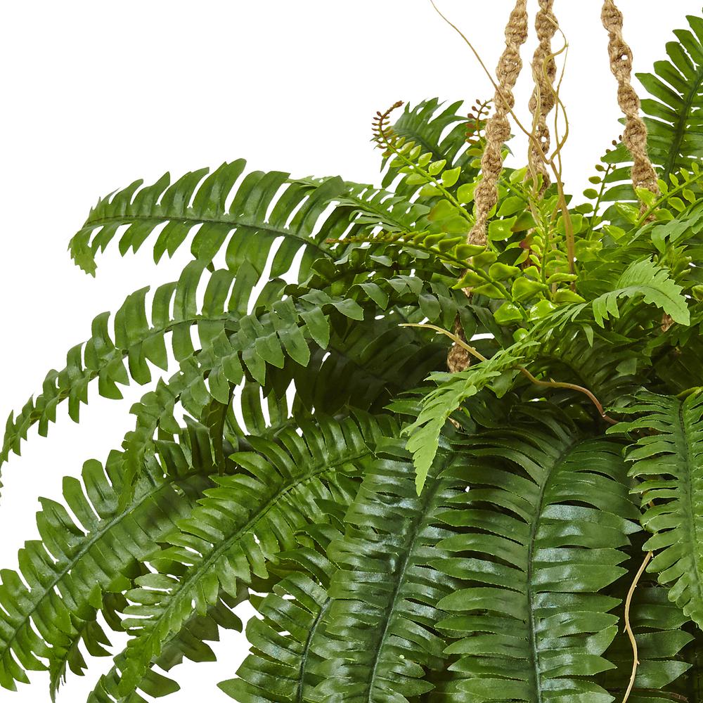 Boston Fern Hanging Basket Green. Picture 2