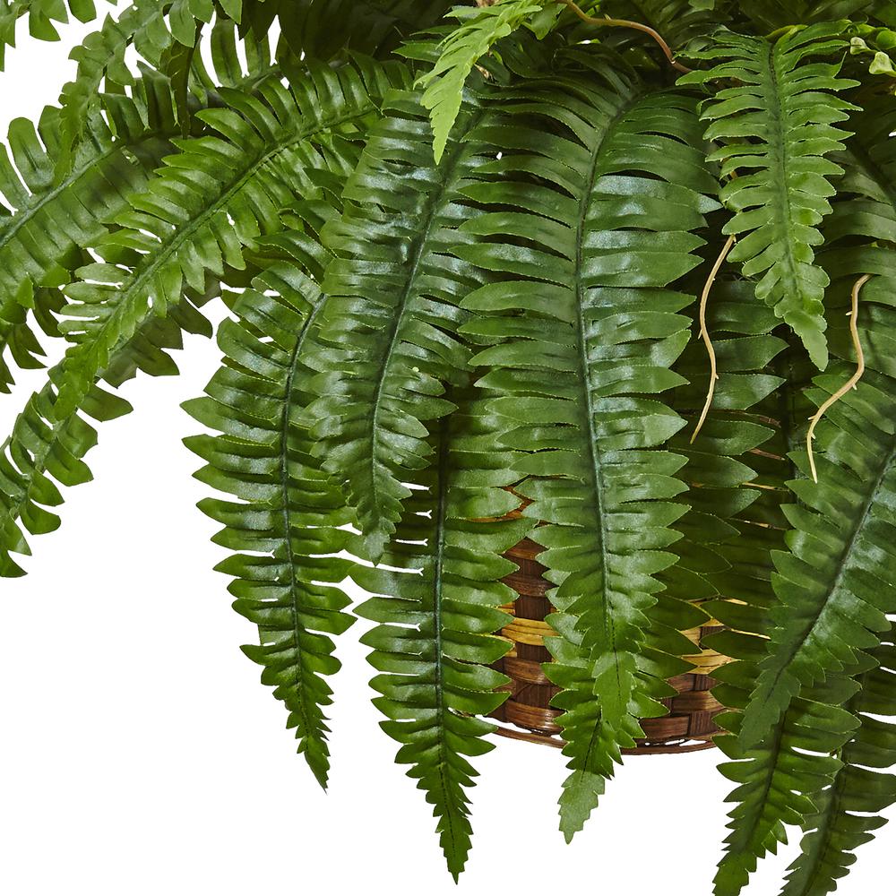 Boston Fern Hanging Basket Green. Picture 3