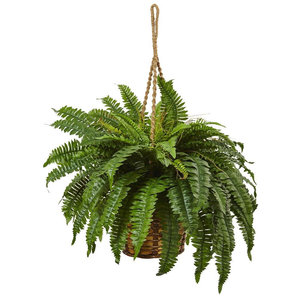 Boston Fern Hanging Basket, Green. Picture 1
