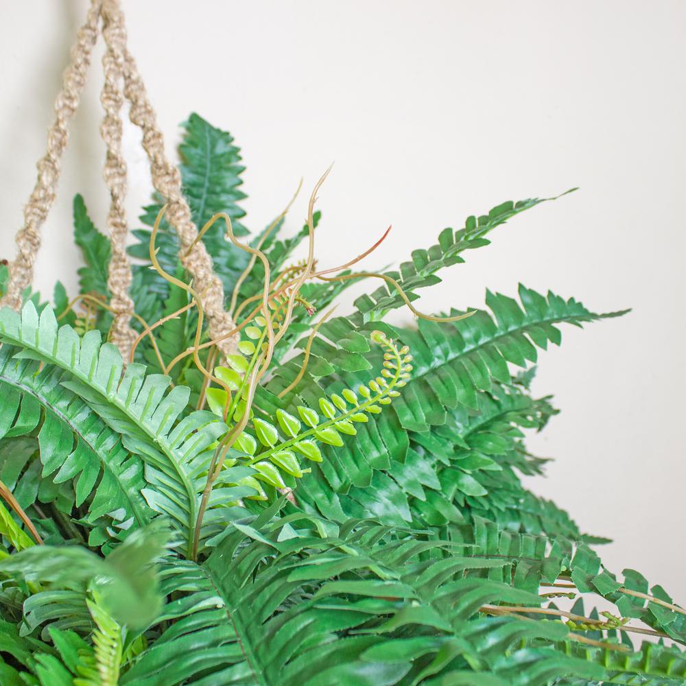 Boston Fern Hanging Basket, Green. Picture 6