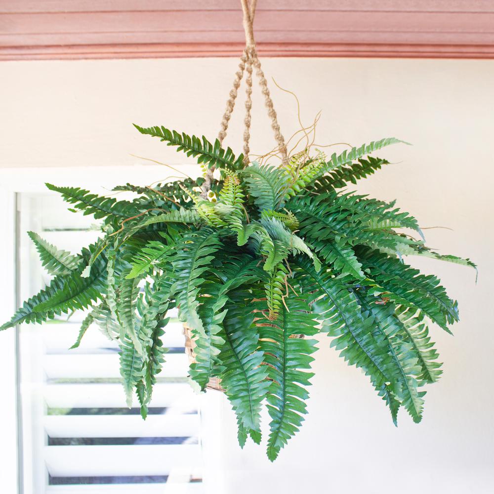 Boston Fern Hanging Basket, Green. Picture 4