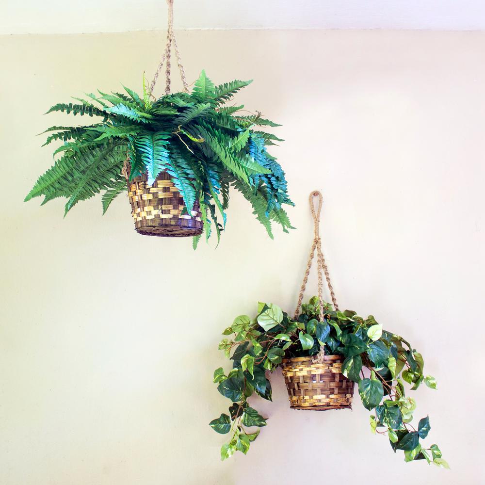 Boston Fern Hanging Basket, Green. Picture 5