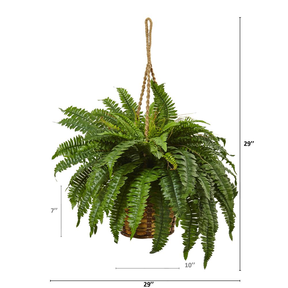 Boston Fern Hanging Basket, Green. Picture 3