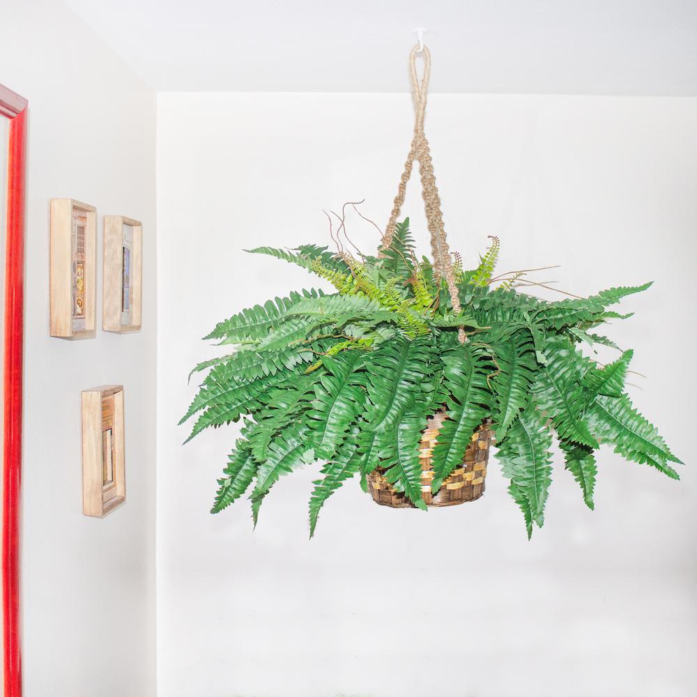 Boston Fern Hanging Basket, Green. Picture 2