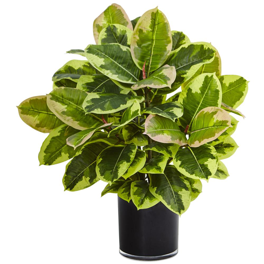 Artificial Rubber Plant in Glossy Cylinder (Real Touch). Picture 1