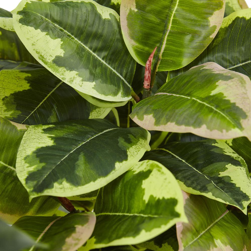 Artificial Rubber Plant in Glossy Cylinder (Real Touch). Picture 5