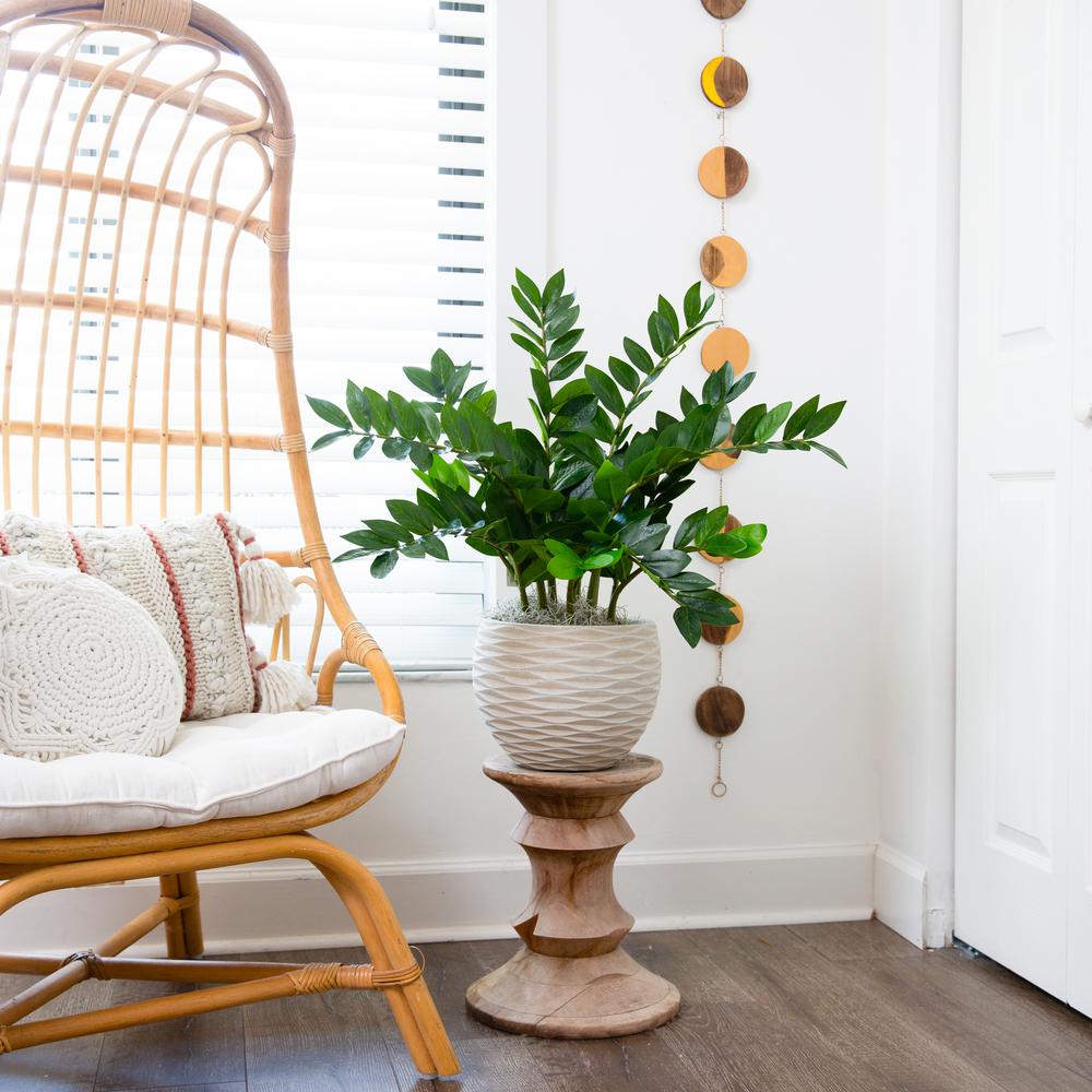 28in. Artificial Zamioculcas Plant with Decorative Planter. Picture 3