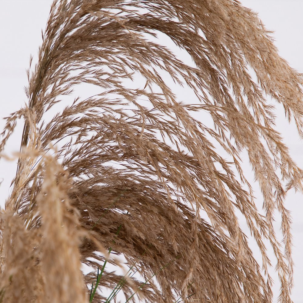 4ft. Artificial Pampas Grass. Picture 3