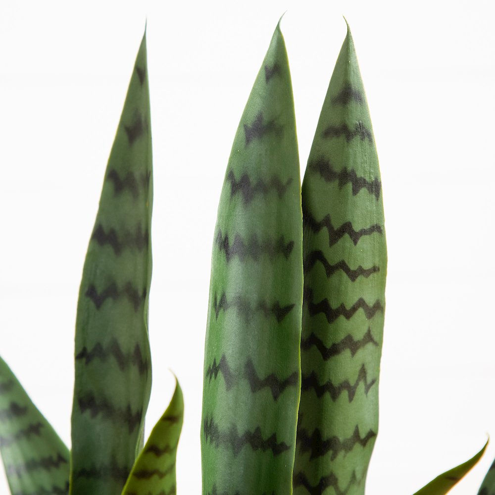 2ft. UV Resistant Artificial Sansevieria Plant in White Decorative Planter. Picture 3