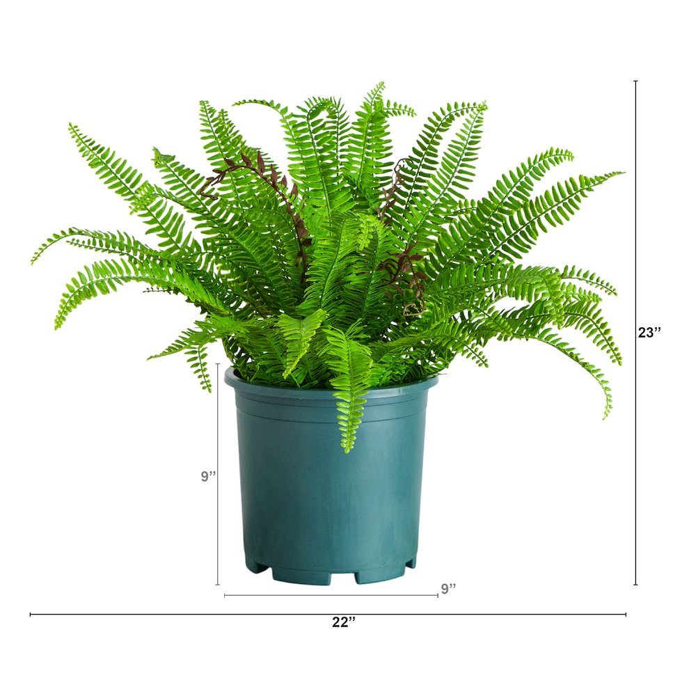 23in. UV Resistant Artificial Boston Fern Plant with Real Touch Leaves. Picture 2