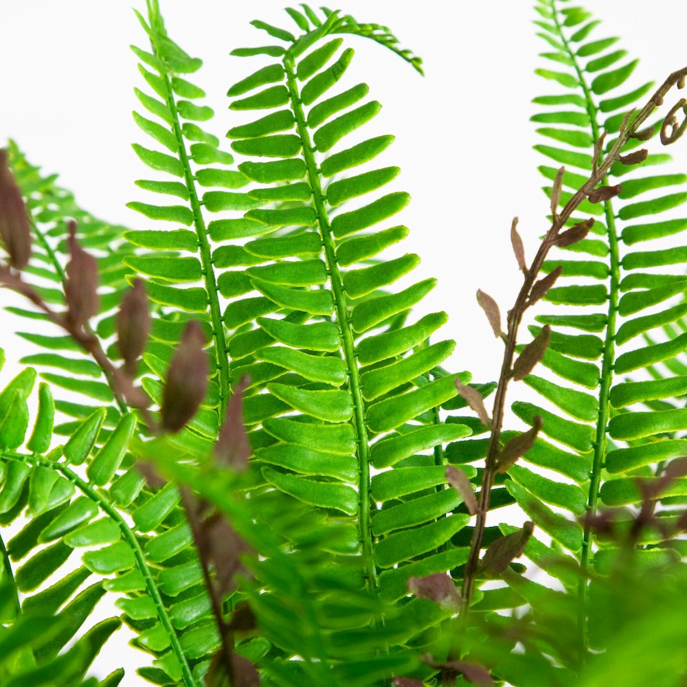 23in. UV Resistant Artificial Boston Fern Plant with Real Touch Leaves. Picture 6