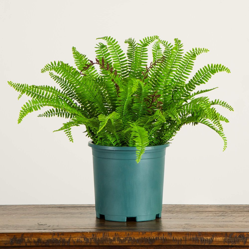 23in. UV Resistant Artificial Boston Fern Plant with Real Touch Leaves. Picture 3