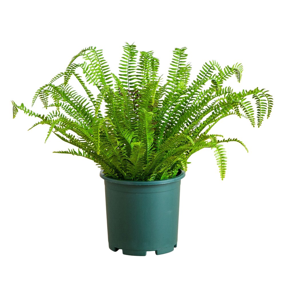 27in. UV Resistant Artificial Boston Fern Plant with Real Touch Leaves. Picture 1