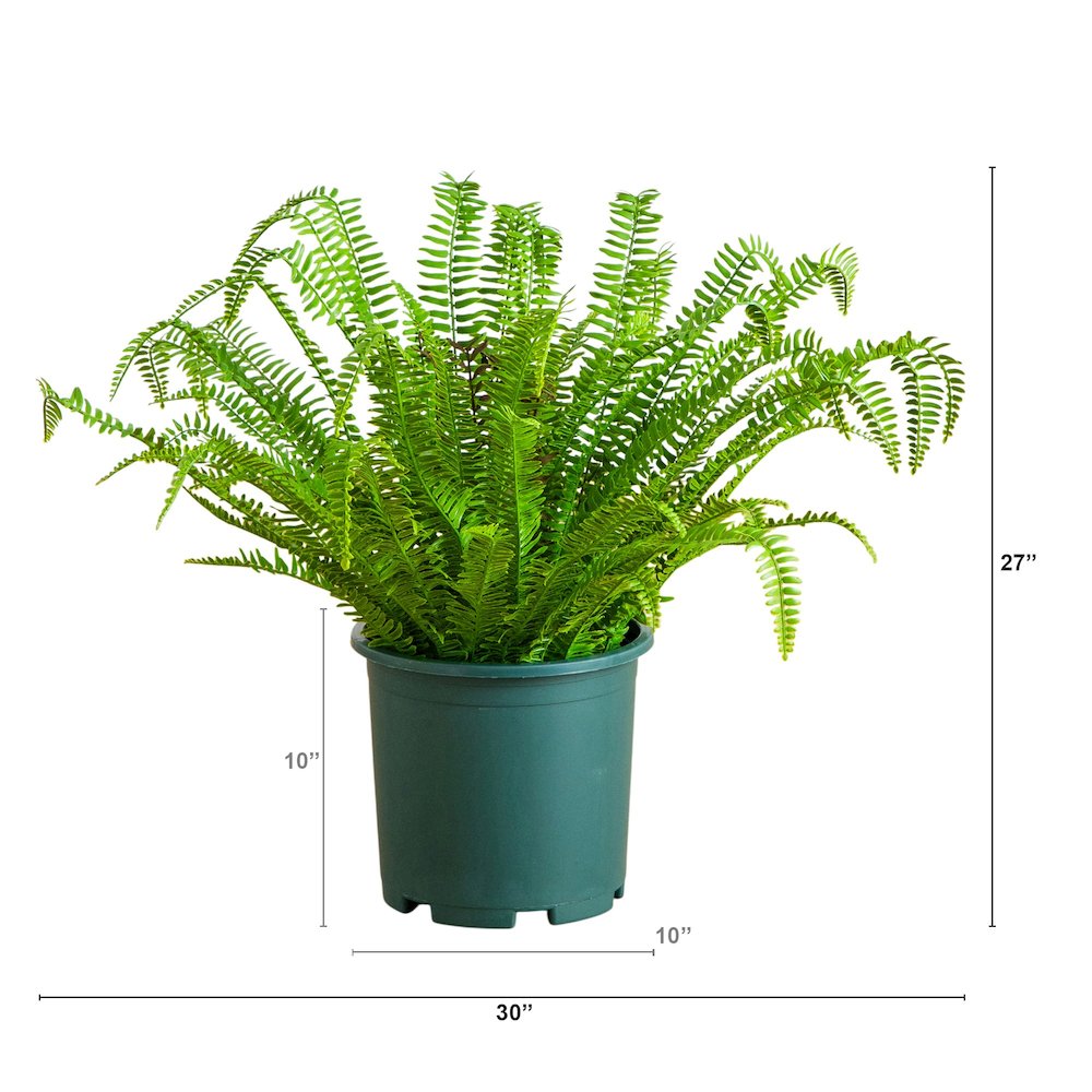 27in. UV Resistant Artificial Boston Fern Plant with Real Touch Leaves. Picture 7