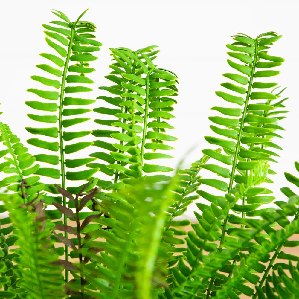 27in. UV Resistant Artificial Boston Fern Plant with Real Touch Leaves. Picture 3