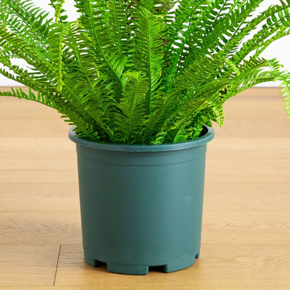 27in. UV Resistant Artificial Boston Fern Plant with Real Touch Leaves. Picture 8