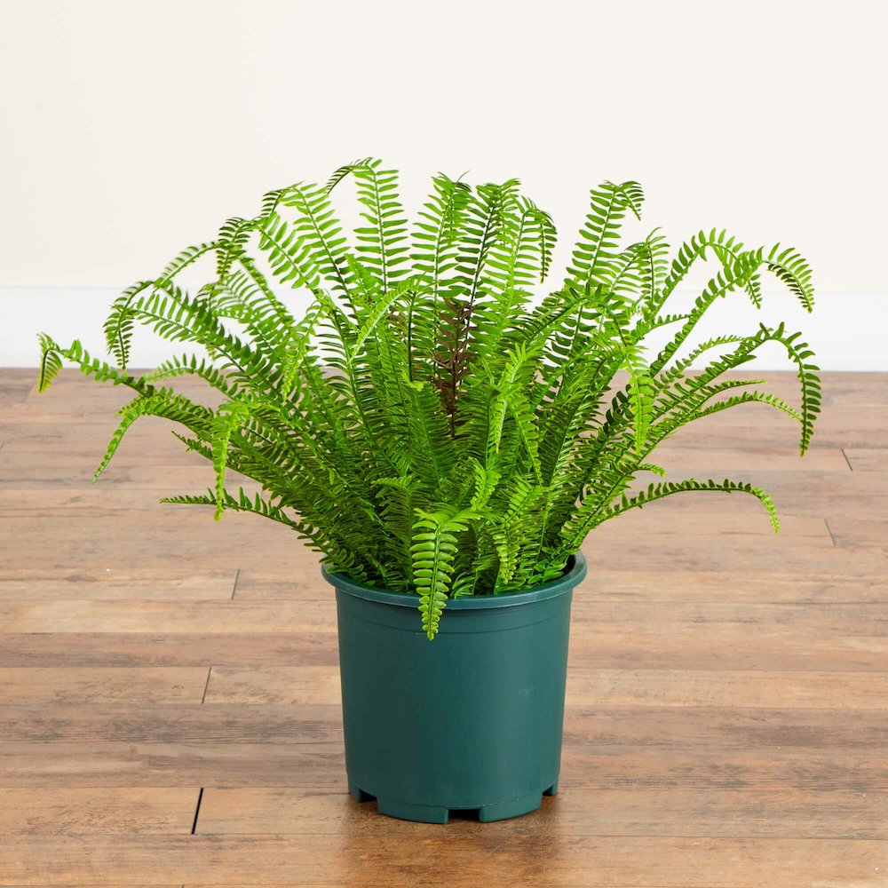 27in. UV Resistant Artificial Boston Fern Plant with Real Touch Leaves. Picture 2