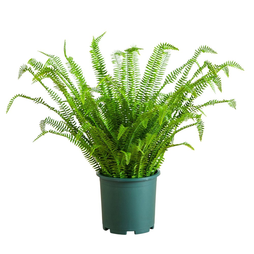 3ft. UV Resistant Artificial Boston Fern Plant with Real Touch Leaves. Picture 1