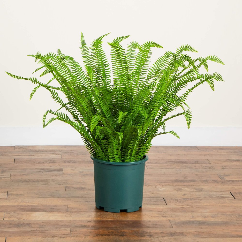 3ft. UV Resistant Artificial Boston Fern Plant with Real Touch Leaves. Picture 2