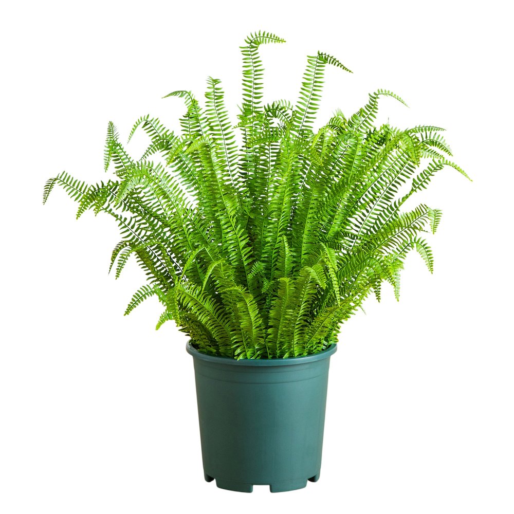 4ft. UV Resistant Artificial Boston Fern Plant with Real Touch Leaves. Picture 1