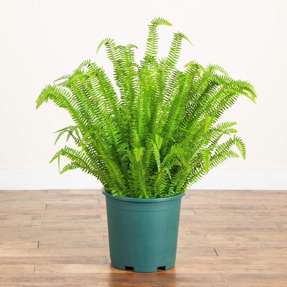 4ft. UV Resistant Artificial Boston Fern Plant with Real Touch Leaves. Picture 2
