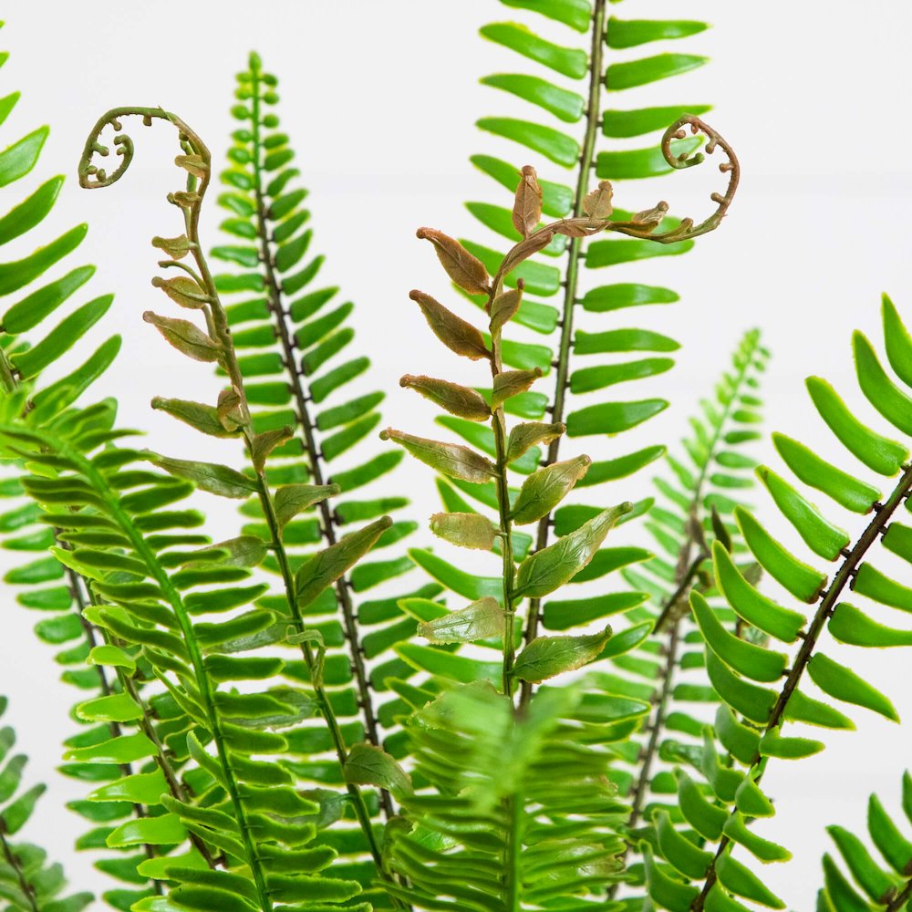 3ft. UV Resistant Artificial Boston Fern Potted Plant with Real Touch Leaves. Picture 2