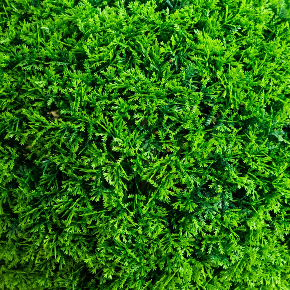 16in. UV Resistant Artificial Mediterranean Cypress Topiary Plant. Picture 4