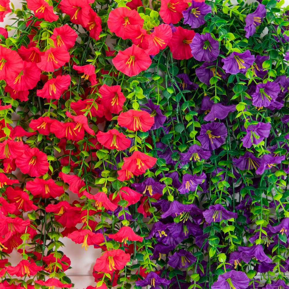 30in. UV Resistant Morning Glory Hanging Plant (Indoor/Outdoor) - Set of 6. Picture 4