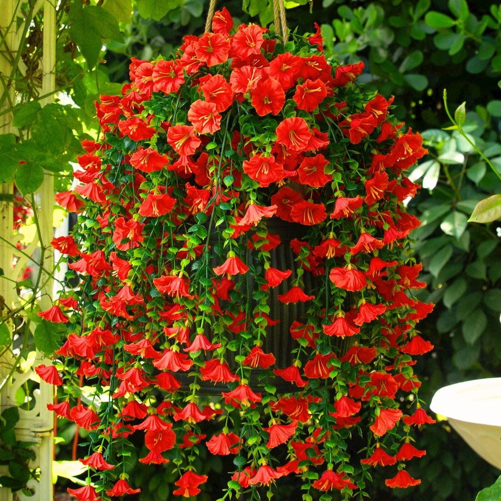 30in. UV Resistant Morning Glory Hanging Plant (Indoor/Outdoor) - Set of 6. Picture 9