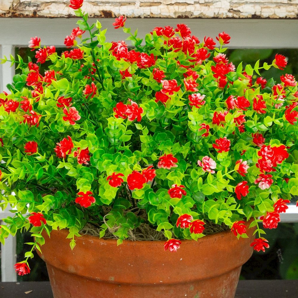 13in. UV Resistant Flowering Mini Rose Bush (Indoor/Outdoor) - Set of 12. Picture 5