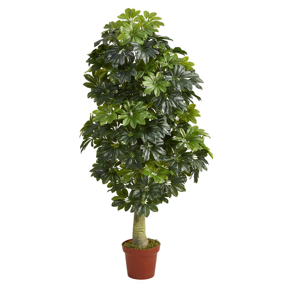 5ft. Schefflera Artificial Tree (Real Touch). Picture 1