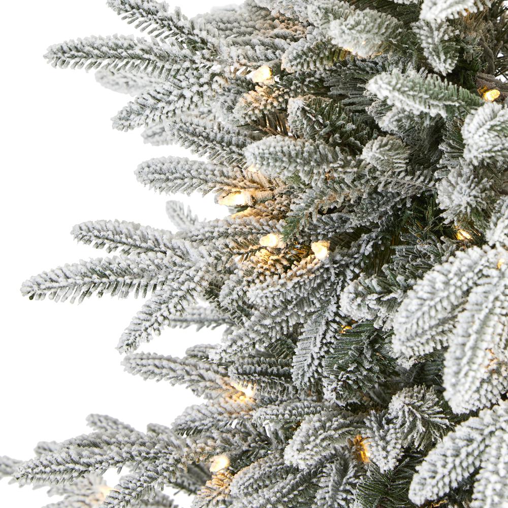 5.5ft. Flocked Manchester Spruce Artificial Christmas Tree with 200 Lights and 560 Bendable Branches. Picture 2