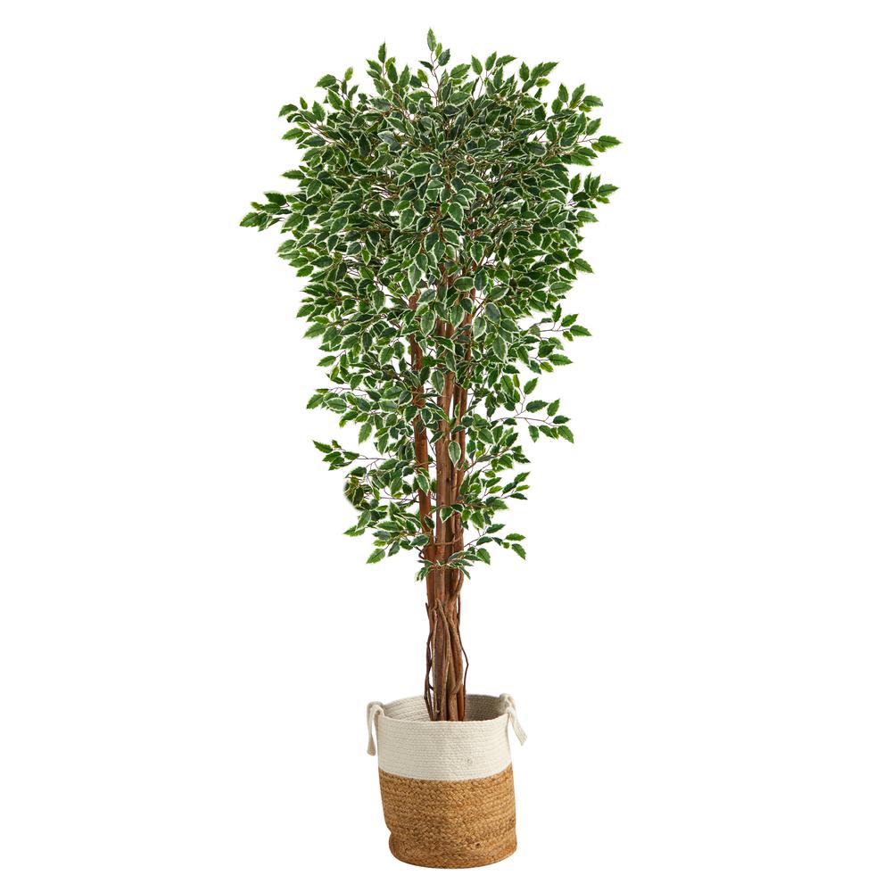 70in. Variegated Ficus Artificial Tree in Handmade Planter. Picture 1