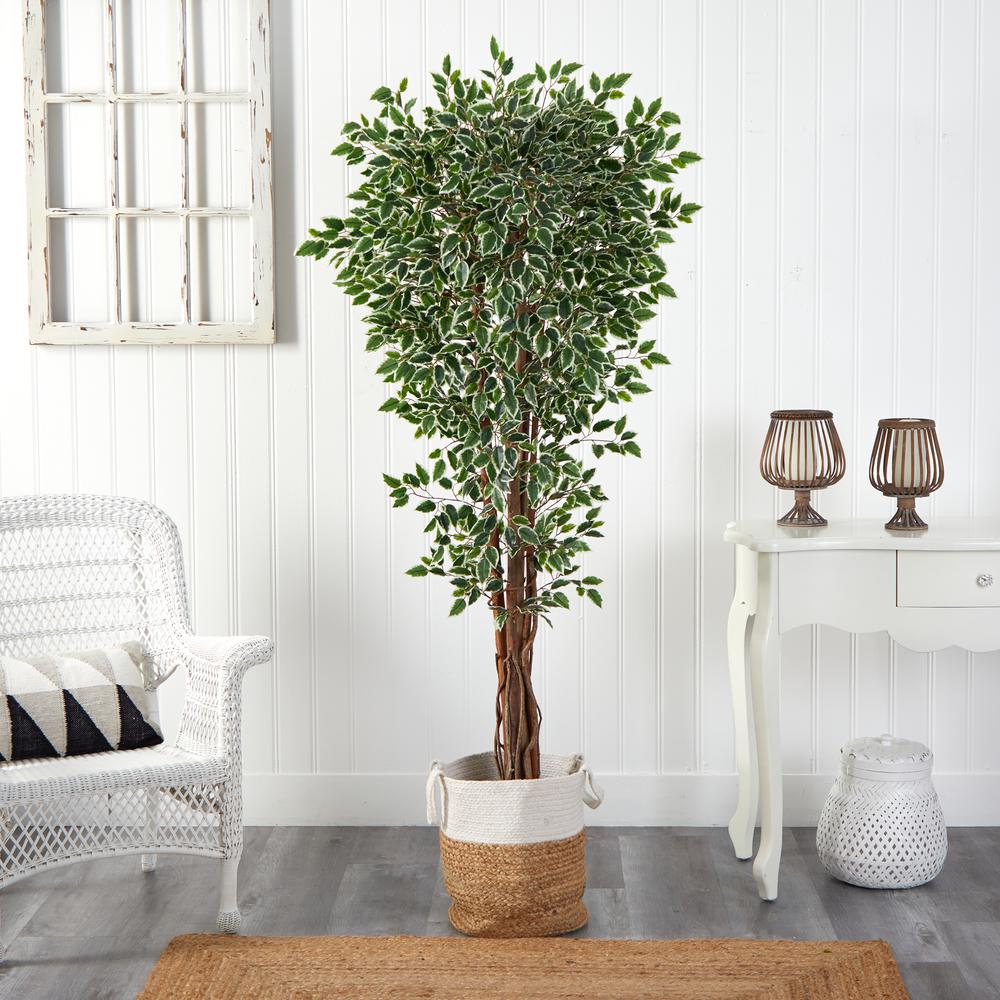 70in. Variegated Ficus Artificial Tree in Handmade Planter. Picture 3