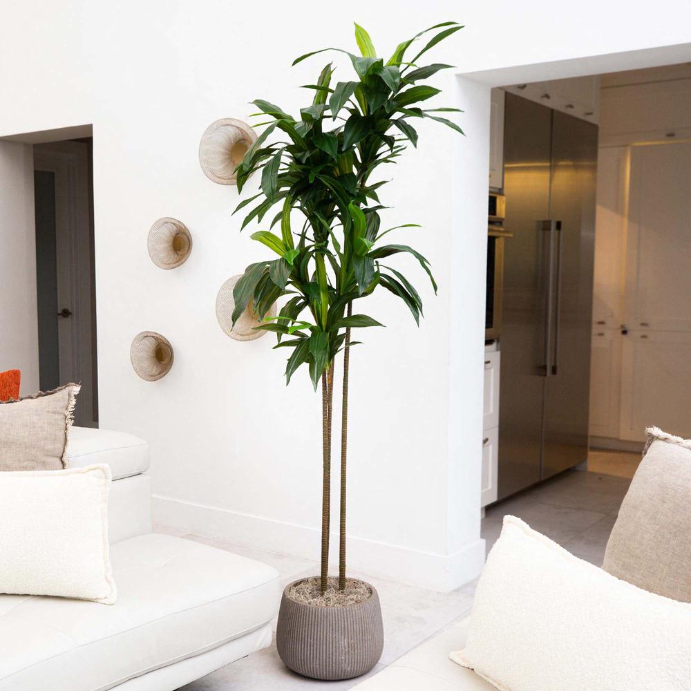 7ft. Artificial Dracaena Tree with Real Touch Leaves. Picture 4