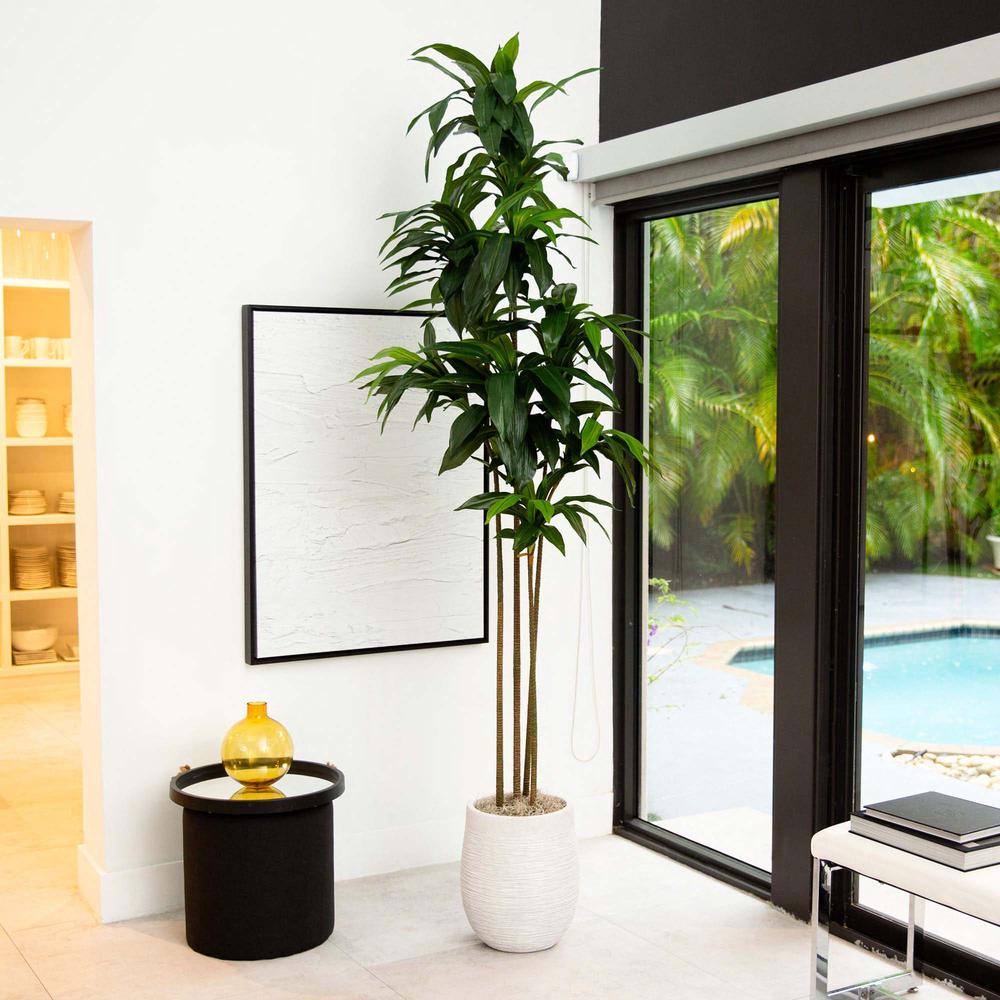 9ft. Artificial Dracaena Tree with Real Touch Leaves. Picture 4