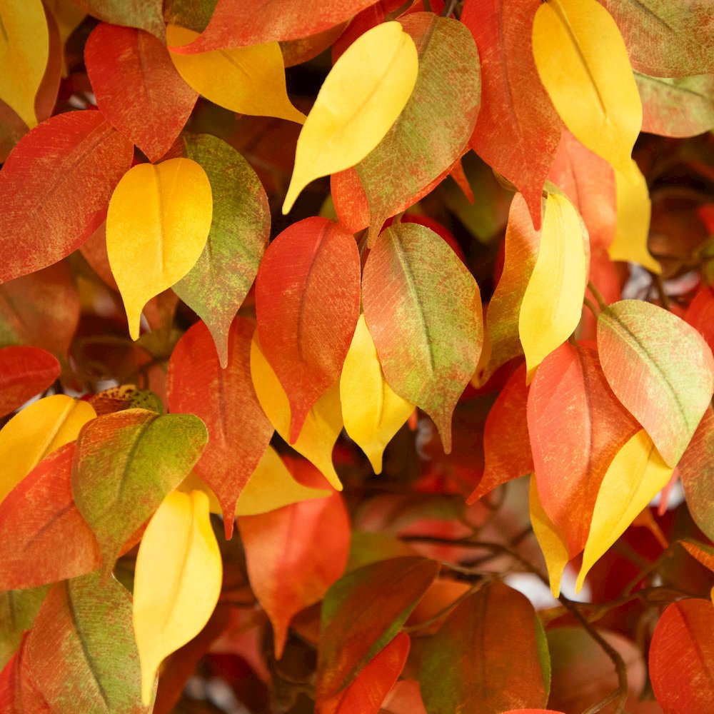 10ft. Autumn Ficus Artificial Fall Tree. Picture 6