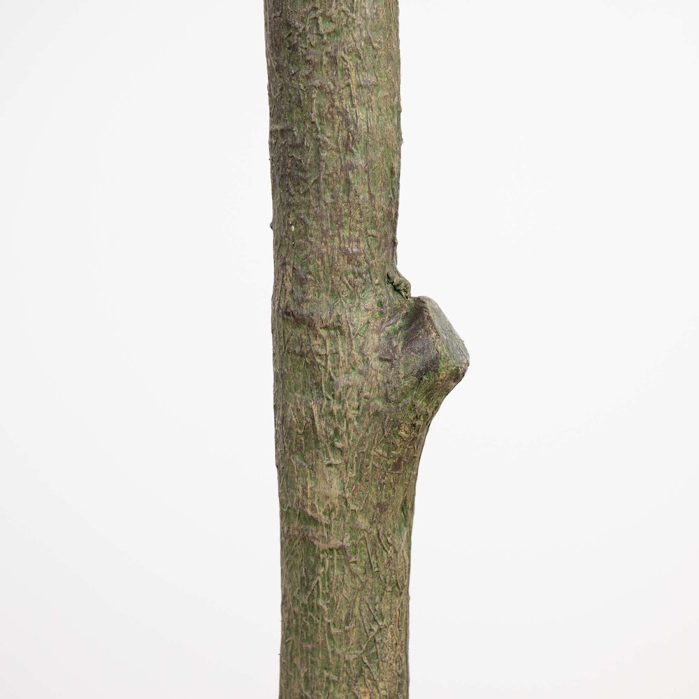 13ft. Artificial Olive Tree. Picture 7