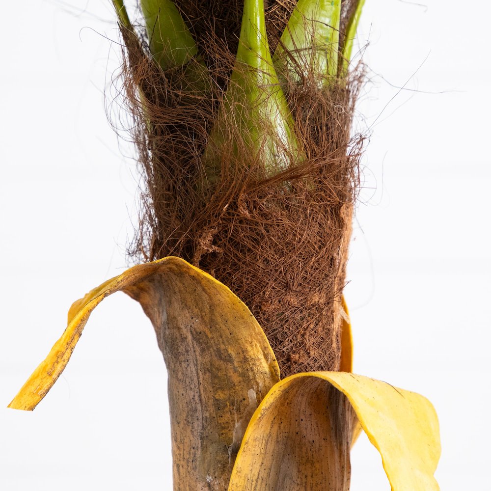 7ft. Artificial Coconut Palm Tree. Picture 4