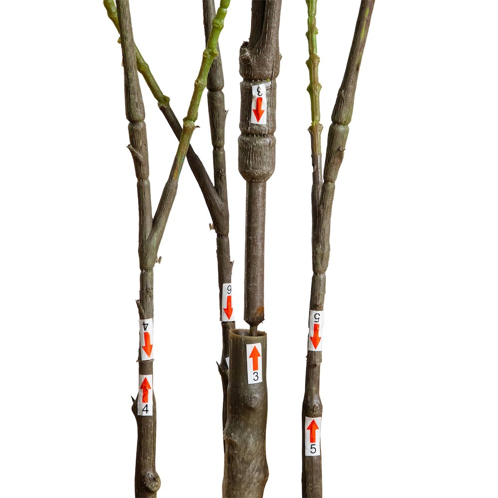 5ft. Artificial Heart Shaped Ficus Leaf Tree. Picture 2