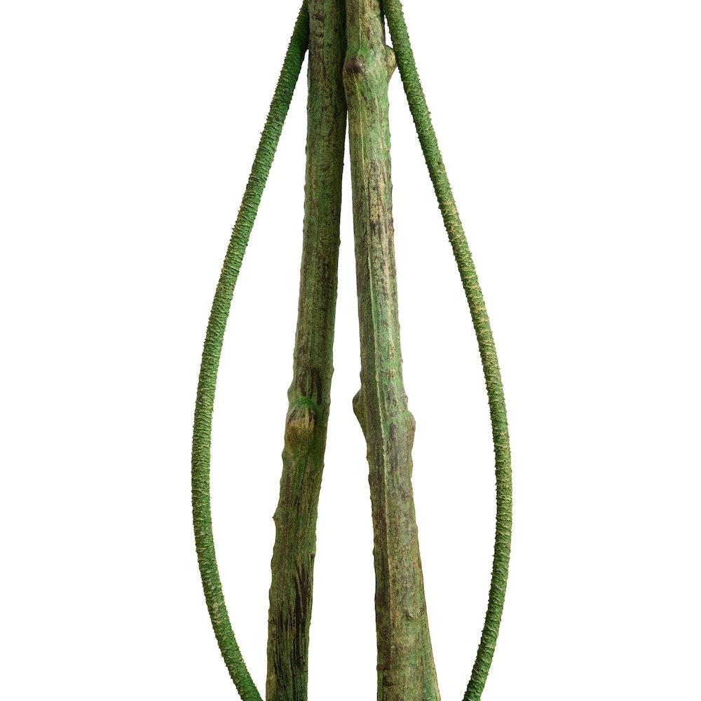 4.5ft. UV Resistant Artificial Ficus Tree (Indoor/Outdoor). Picture 7